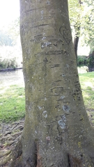 Fagus sylvatica