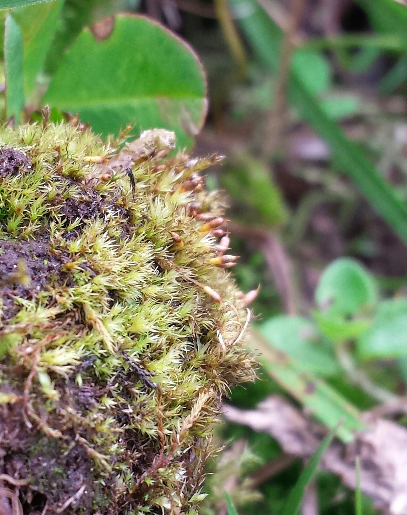 Bruchia vogesiaca