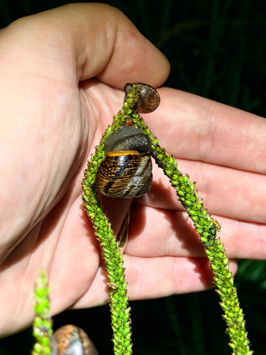 Copse Snail