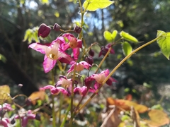 Epimedium