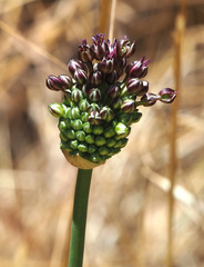 Allium curtum