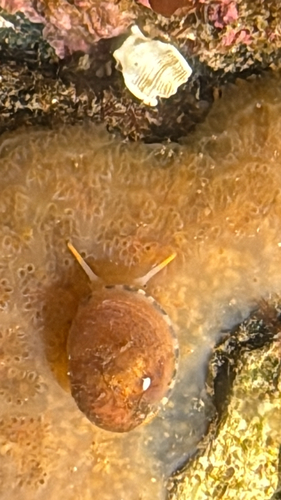 Limneria prolongata observed 2026-08-15
