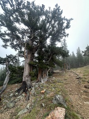 Pinus aristata, photograph (c) Maxton Strait, some rights reserved (CC BY)