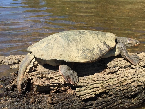 Mary River Turtle, Elusor macrurus