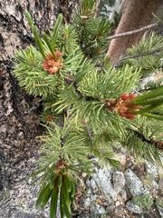 Pinus aristata, photograph (c) Maxton Strait, some rights reserved (CC BY)