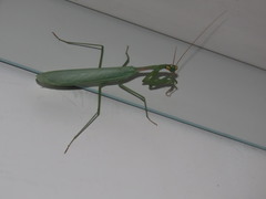 Miomantis paykullii