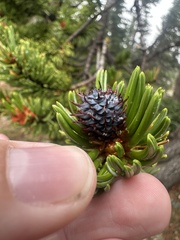 Pinus aristata, photograph (c) Maxton Strait, some rights reserved (CC BY)