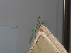 Miomantis paykullii
