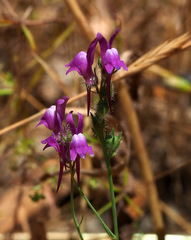 Linaria joppensis