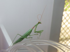 Miomantis paykullii