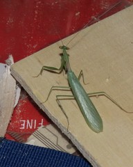 Miomantis paykullii