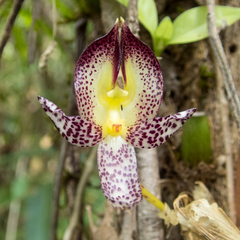 Bulbophyllum macranthum