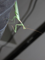 Miomantis paykullii