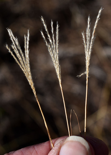 Pseudopogonatherum contortum observed 2026-06-13