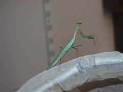Miomantis paykullii
