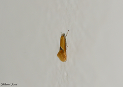 Batia lunaris