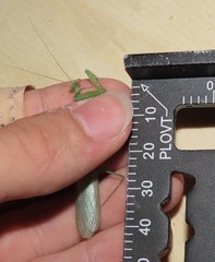 Miomantis paykullii