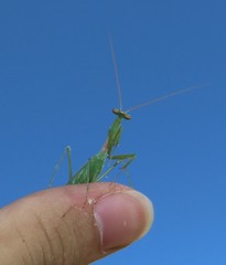 Miomantis paykullii