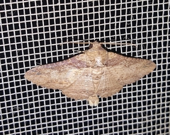 Pericyma