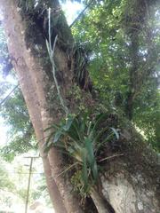 Tillandsia heterophylla