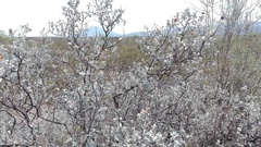 Buddleja marrubiifolia