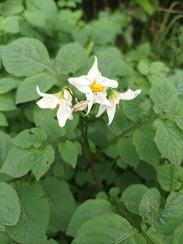 Chaco potato