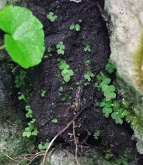 Cyrtomnium hymenophylloides