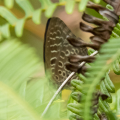 Arhopala camdana