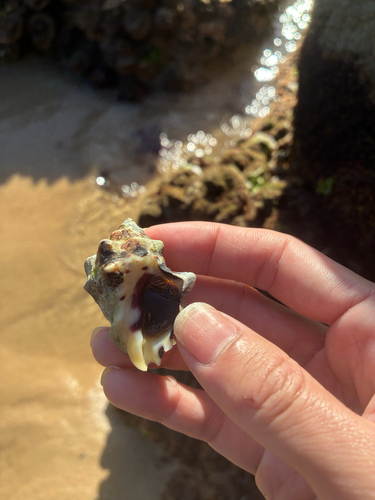 Thais tuberosa observed 2026-08-15