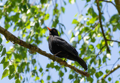 Turdus merula