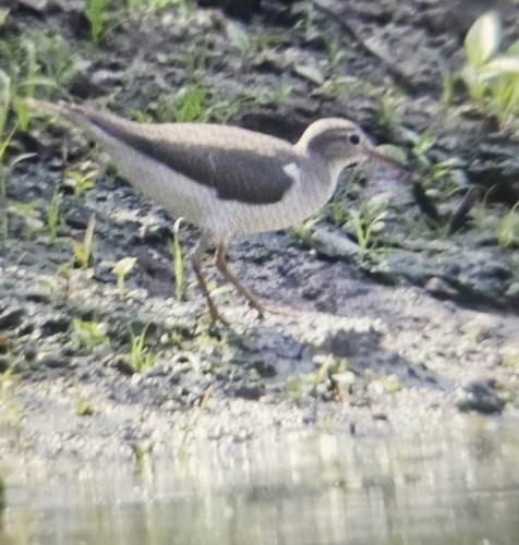 Spotted Sandpiper