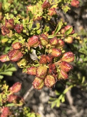 Dodonaea humilis