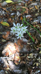 Allium trifoliatum