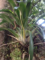 Tillandsia heterophylla