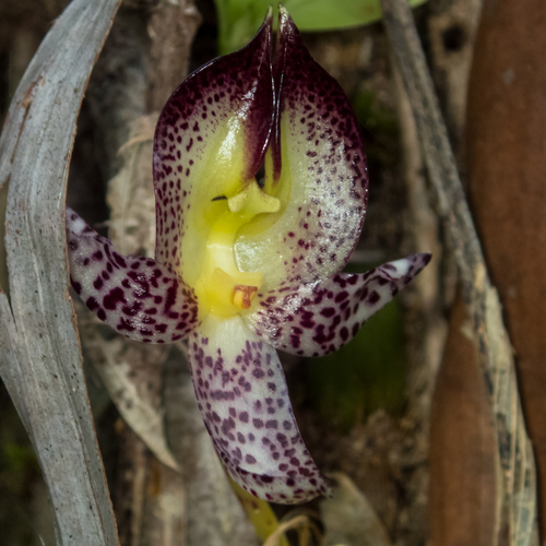 Bulbophyllum macranthum, photograph 5