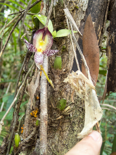 Bulbophyllum macranthum, photograph 6