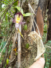 Bulbophyllum macranthum