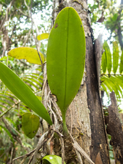 Bulbophyllum macranthum