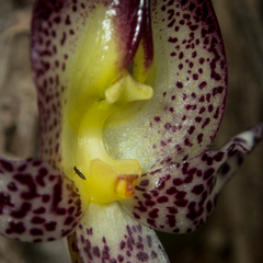 Bulbophyllum macranthum