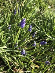 Muscari