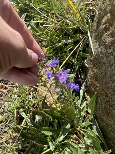 Penstemon virens, photograph 1