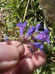 Penstemon virens, photograph (c) Maxton Strait, some rights reserved (CC BY)
