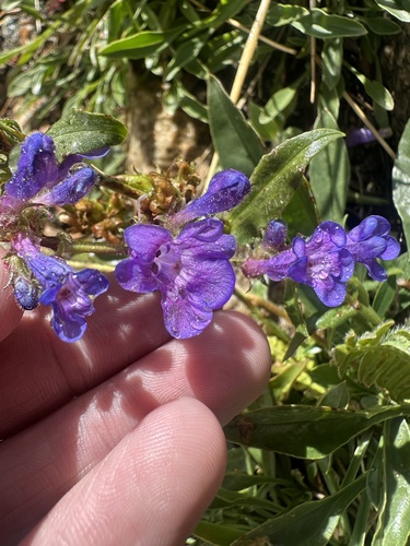 Penstemon virens, photograph 3