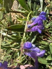 Penstemon virens, photograph (c) Maxton Strait, some rights reserved (CC BY)