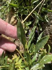 Penstemon virens, photograph (c) Maxton Strait, some rights reserved (CC BY)