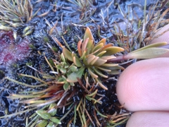 Gentianella montana montana