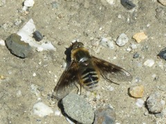 Thyridanthrax andrewsi