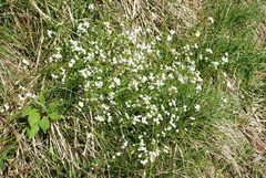 Arabidopsis halleri