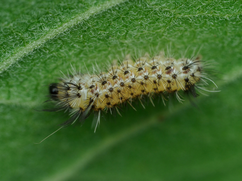 Milkweed Tussock Moth, photo 4 of 9