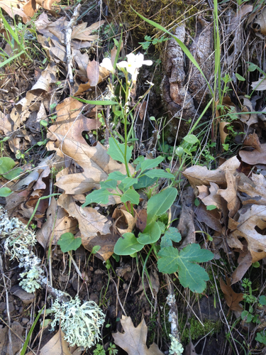iNaturalist observation photo of milkmaids